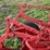 oliver-one-bottom-plow-image-15