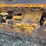 schramm-60-crawler-tractor-image-42