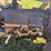 massey-harris-gp-image-28