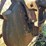 massey-harris-gp-image-52
