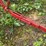 oliver-one-bottom-plow-image-6