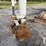 2018-takeuchi-tb230-image-24