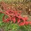 oliver-two-bottom-plow-image-3