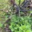 sickle-mower-image-4