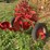 oliver-one-bottom-plow-image-2
