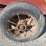 lazarus-manure-spreader-image-15