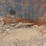 #3786-•-roll-off-dumpster-image-12
