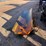 #3756-•-plow-blade-image-2