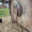 bushog-15ft-batwing-mower,-big-1000pto,-hyd-fold-and-raise,-laminated-tires-image-4