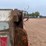 #3729-•-16'-salter-and-sand-box-with-conveyor-bottom-image-42