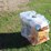 #546-•-c80-plate-compactor-image-3