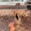#3729-•-16'-salter-and-sand-box-with-conveyor-bottom-image-28