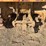 caterpillar-fifteen-image-26