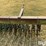john-deere-400-3-pt-rotary-hoe-image-9