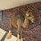large-2-humped-stuffed-camel-image-1