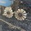 2000-kinze-2000-image-6