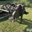 bison-300-xhd-blade-image-10