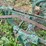 horse-drawn-plow-image-14