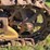 caterpillar-2-ton-image-33