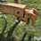 big-dog-s6.5-pull-type-scraper-image-9