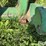 frontier-tractor-loader-bale-fork-image-12