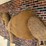 large-2-humped-stuffed-camel-image-13