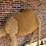 large-2-humped-stuffed-camel-image-11