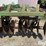 john-deere-712-pull-type-12'-disk-chisel-ripper-image-9