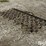 4’-x-8’-drag-harrow-image-5