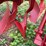 oliver-two-bottom-plow-image-26