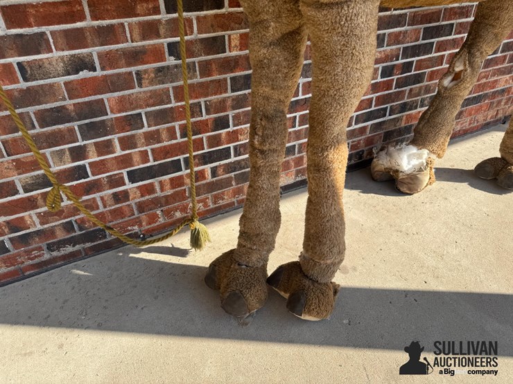 large-2-humped-stuffed-camel-image-10