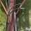 case-ih-4800-vibra-shank-field-cultivator-image-11