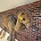 large-2-humped-stuffed-camel-image-4