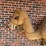 large-2-humped-stuffed-camel-image-9