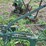 horse-drawn-plow-image-6