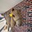 large-2-humped-stuffed-camel-image-5