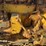 caterpillar-d2-image-18