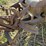 centaur-tractor-image-34
