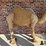 large-2-humped-stuffed-camel-image-3
