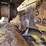 1979-caterpillar-d8k-image-35
