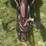 case-ih-4800-vibra-shank-field-cultivator-image-10