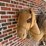 large-2-humped-stuffed-camel-image-8