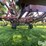 case-ih-4300fc-24'-vibra-shank-field-cultivator/harrow-image-14