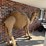 large-2-humped-stuffed-camel-image-2