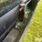 2007-pj-d8142-96"-x-14'-t/a-gooseneck-deckover-dump-trailer-image-15