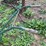 horse-drawn-plow-image-4