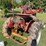 farmall-cub-image-17