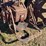 farmall-f-14-image-25