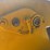 caterpillar-forty-image-38