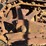 caterpillar-ten-high-clear-image-34